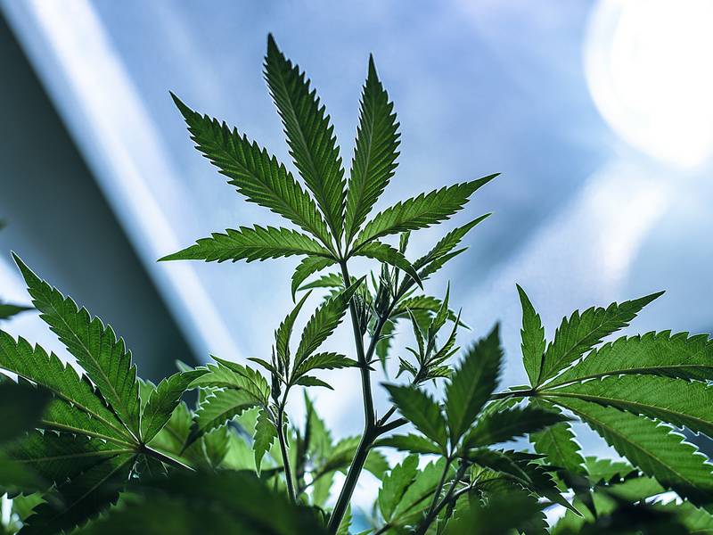 How Do The Best Sativa Strains Enable My Experience?