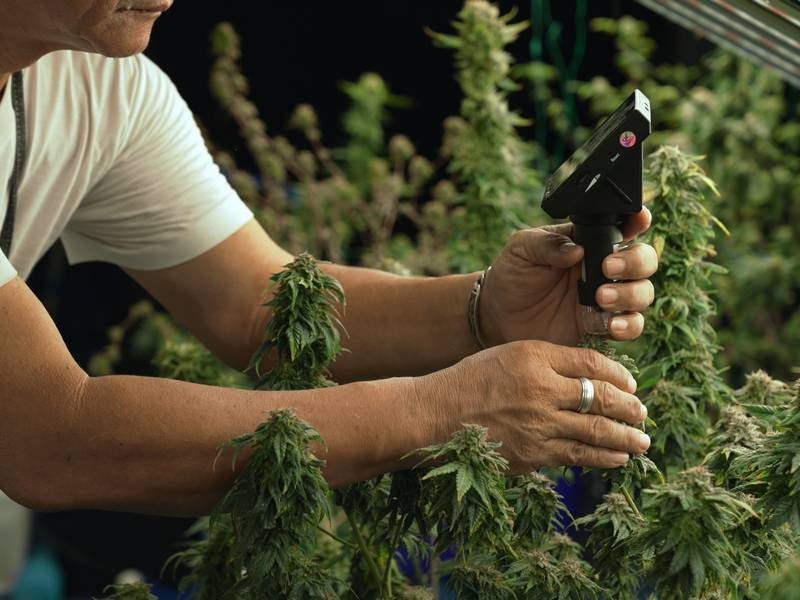 How Do I Choose The Best Indica Strains For My Needs?